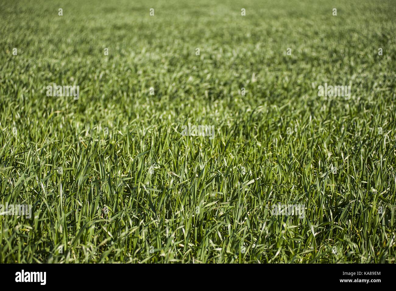 Buenos Aires, Buenos aires, Argentina. 23 Sep, 2017. sorgo campi nei pressi Firmat, Santa Fe, Argentina. Credito: patricio murphy/zuma filo/alamy live news Foto Stock