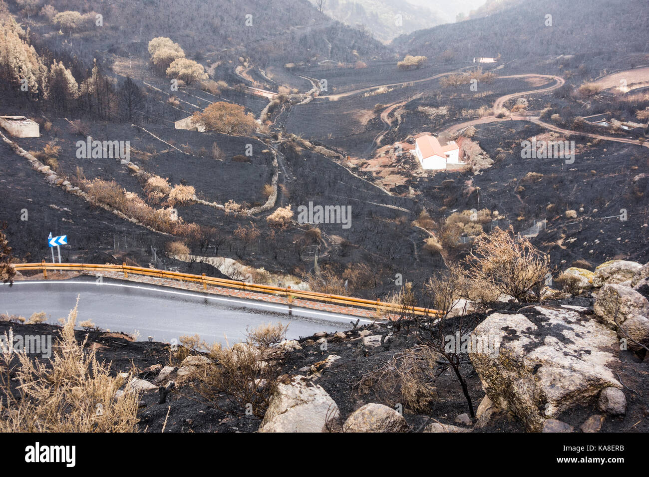 Gran canaria isole canarie Spagna, 25 settembre 2017. Le strade di montagna riaprire 5 giorni dopo il grande incendio di foresta ha imperversato attraverso 2.800 ettari di foreste di pino. uno 60 anno vecchia donna morì nel fuoco come lei ha cercato di raggruppare il bestiame vicino a sua montagna piccola azienda. centinaia di persone in mano per essere evacuato da villaggi di montagna. foto: una chiamata di chiusura per questo maso di montagna circondato da alberi carbonizzati e macchia. Credito: Alan dawson/alamy live news Foto Stock