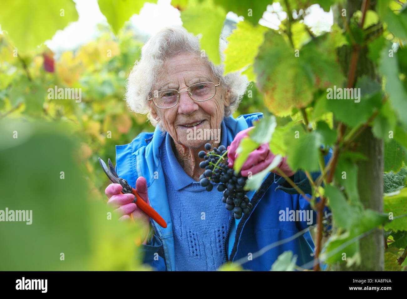 Halfpenny verde, Staffordshire, Regno Unito. 26 settembre, 2017. Il 96-anno-vecchio ann hawkins inizia il suo ventesimo anno come un volontario raccoglitrice di uva a halfpenny vigna verde, vicino wombourne, STAFFORDSHIRE REGNO UNITO. la vigna è uno dei circa 500 in Inghilterra e Galles. questo anno di raccolto è relativamente intatta da inizio stagione fredda a molla. Pietro lopeman/alamy live news Foto Stock