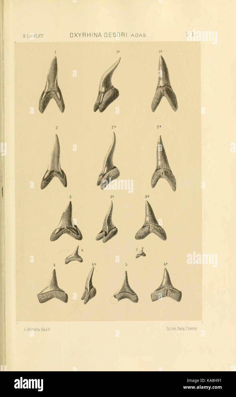 Studi comparativi sui pesci fossili coi viventi dei generi Carcharodon, Oxyrhina e Galeocerdo (piastra 3) BHL13813091 Foto Stock