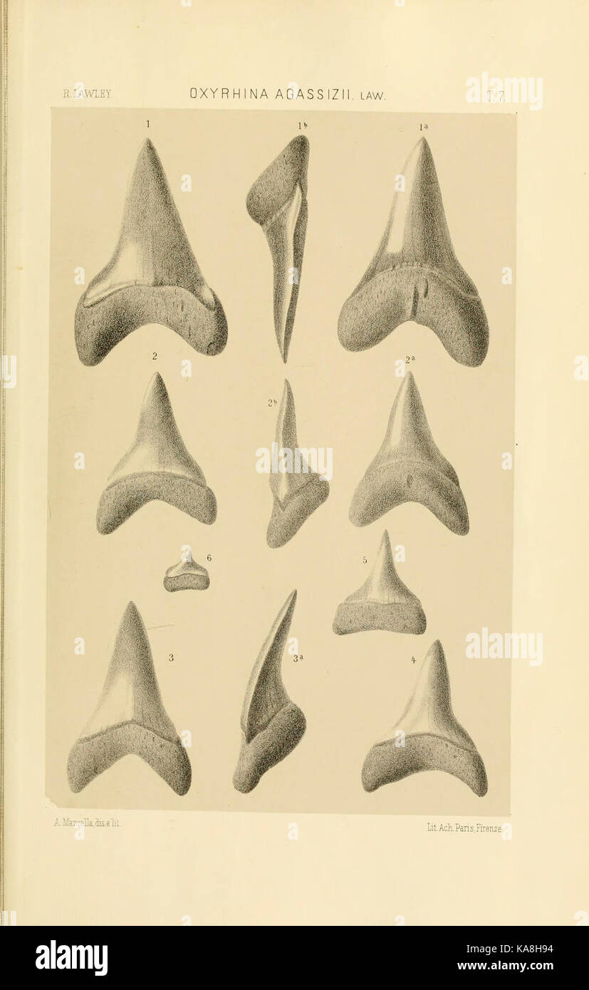 Questo piatto da uno studio comparativo sulle specie di pesci fossili dei generi Carcharodon, Oxyrhina e Galeocerdo offre un confronto dettagliato con le specie moderne. Illustra i cambiamenti evolutivi e le somiglianze tra squali preistorici e squali viventi. Foto Stock