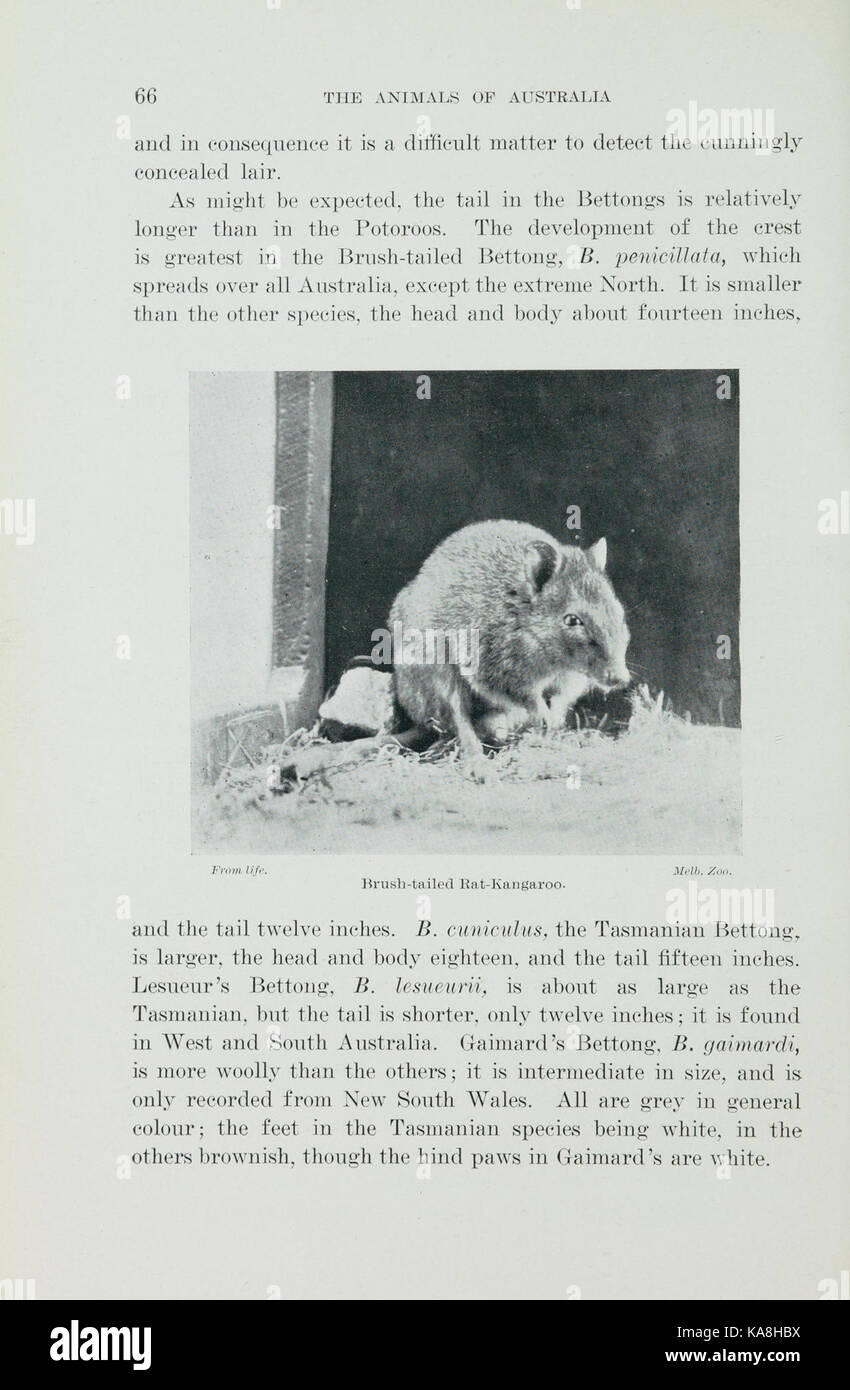Gli animali di Australia (pagina 66) BHL43160939 Foto Stock