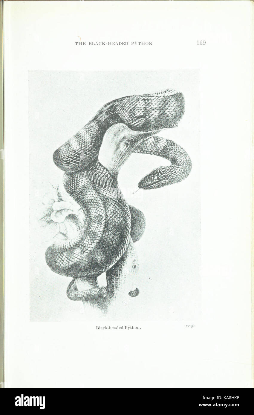 Questa pagina del libro "Animals of Australia", che si trova nella Biodiversity Heritage Library, contiene illustrazioni e descrizioni delle specie native australiane. Foto Stock