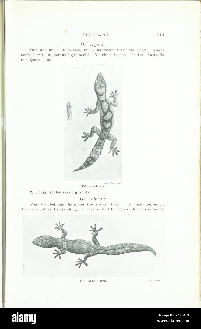 La pagina 213 di "The Animals of Australia" illustra varie specie native dell'Australia, contribuendo allo studio della fauna e della biodiversità australiane. Foto Stock