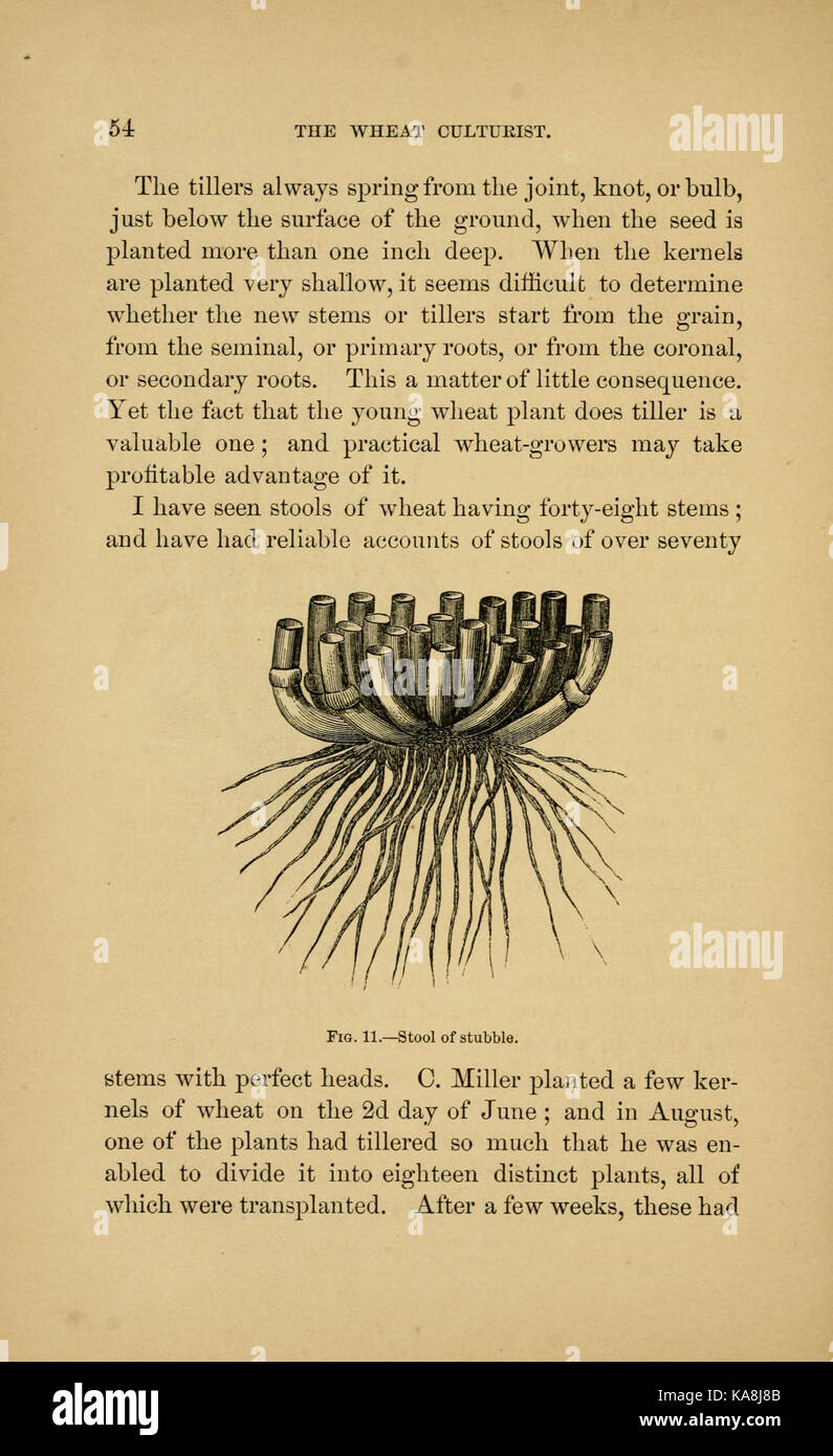 Una pagina di "The American Wheat Culturist", un testo che descrive dettagliatamente la coltivazione del grano in America. Questa pagina si concentra sulle pratiche agricole nella coltivazione del grano durante il XIX secolo. Foto Stock