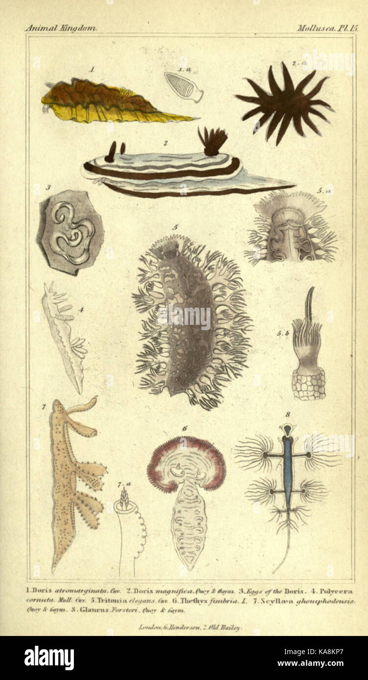 Il regno animale, disposte secondo la sua organizzazione, che serve come base per la storia naturale di animali (piastra 15) BHL2459194 Foto Stock