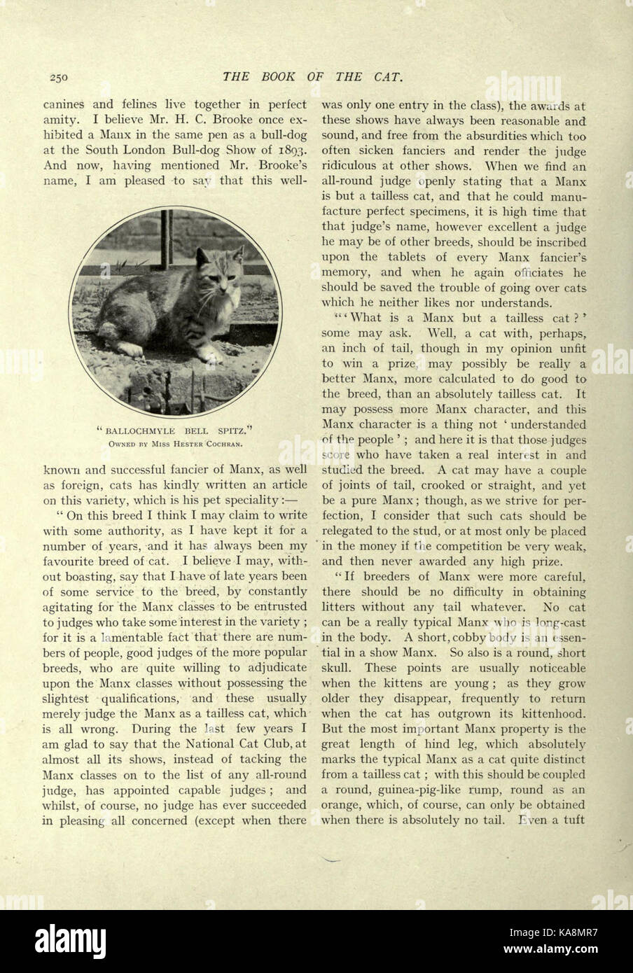 Un'illustrazione vintage tratta da "The Book of the Cat", che mostra rappresentazioni artistiche di varie razze di gatto e il loro significato simbolico in tutte le culture. Questo libro storico offre un'idea della percezione culturale dei gatti. Foto Stock