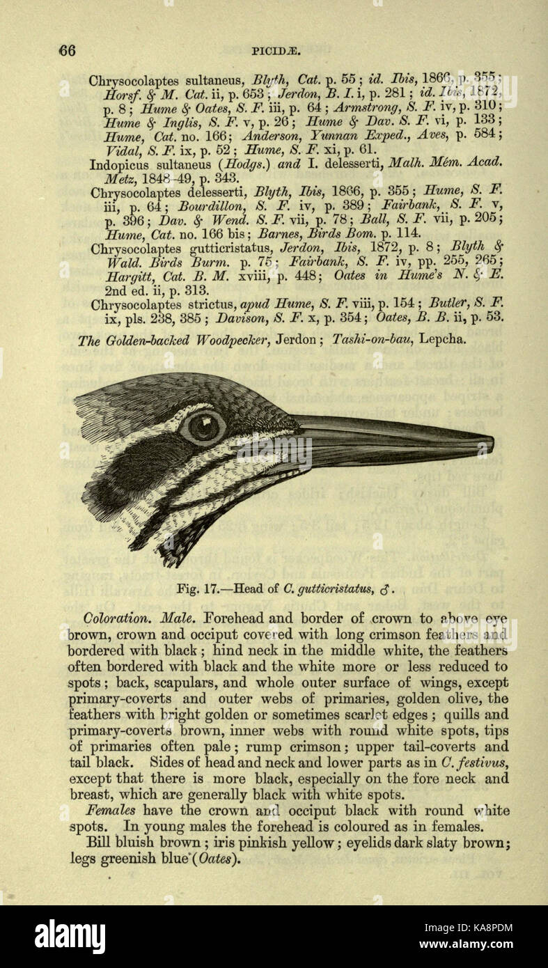 La fauna dell'India britannica, compreso il Ceylon e la Birmania (pagina 66) BHL20629676 Foto Stock