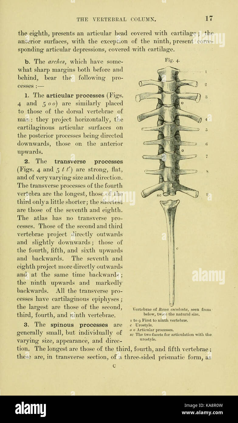 L'anatomia della rana (pagina 17, Fig. 4) BHL7554818 Foto Stock