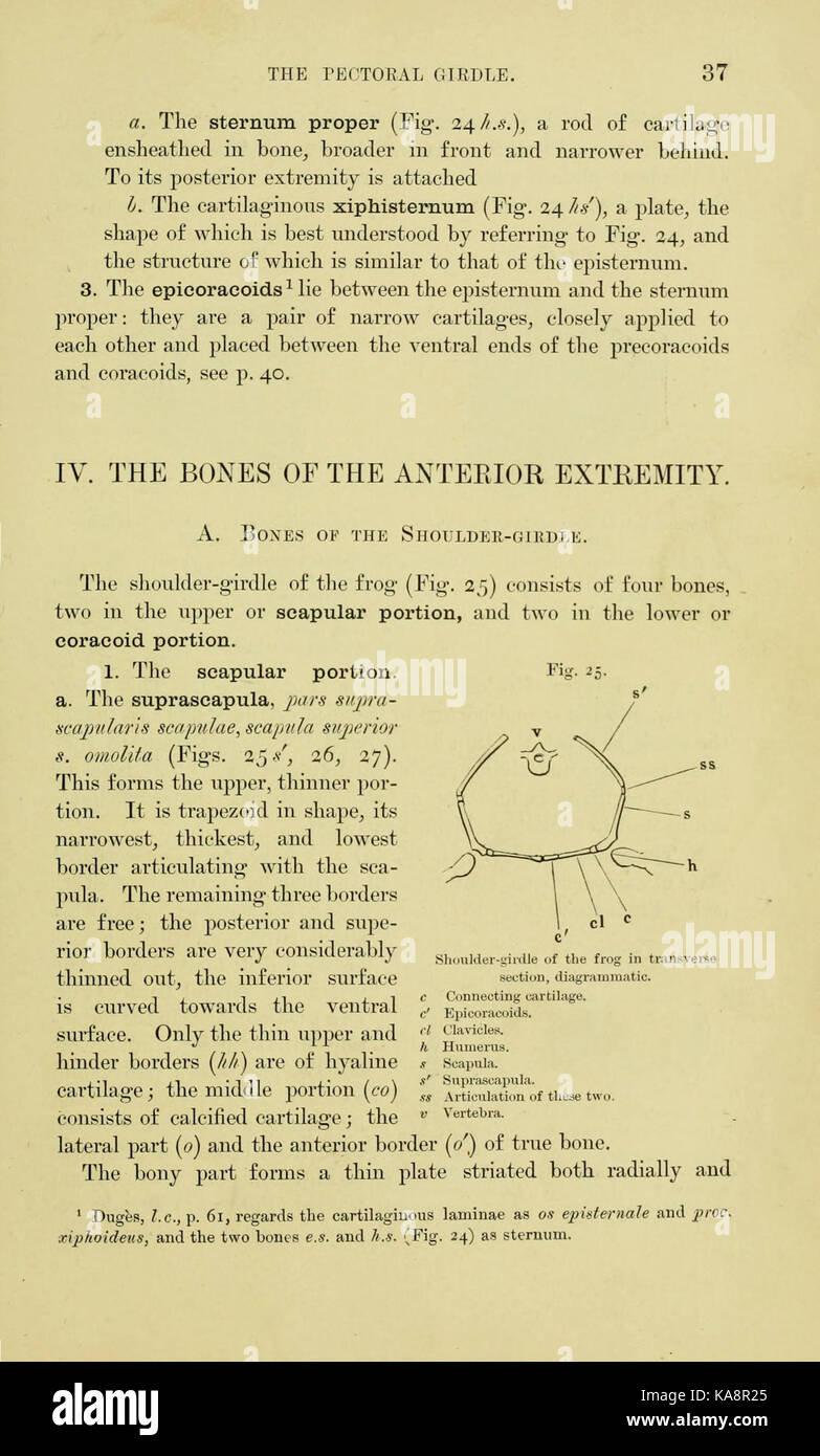 Un'illustrazione scientifica raffigurante l'anatomia di una rana, descritta a pagina 37 di una pubblicazione biologica, con strutture marcate e analisi dettagliate dei suoi sistemi interni. Foto Stock