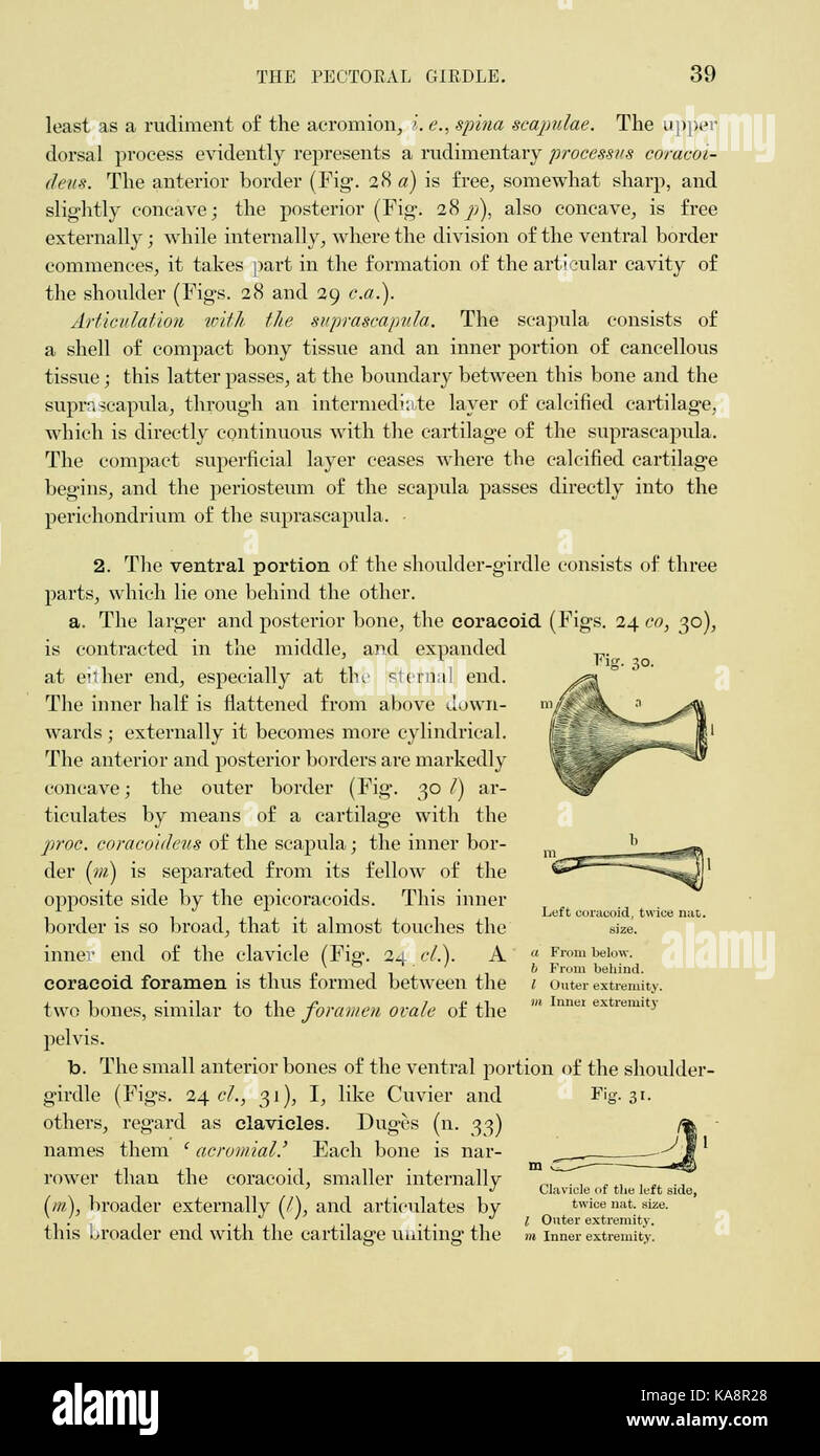 L'anatomia della rana (pagina 39, Figg. 30 31) BHL7554808 Foto Stock