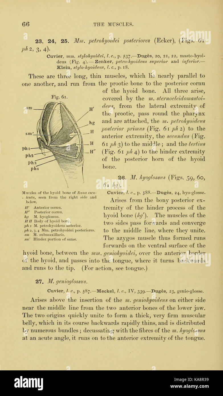 L'anatomia della rana (pagina 66, Fig. 61) BHL7554788 Foto Stock