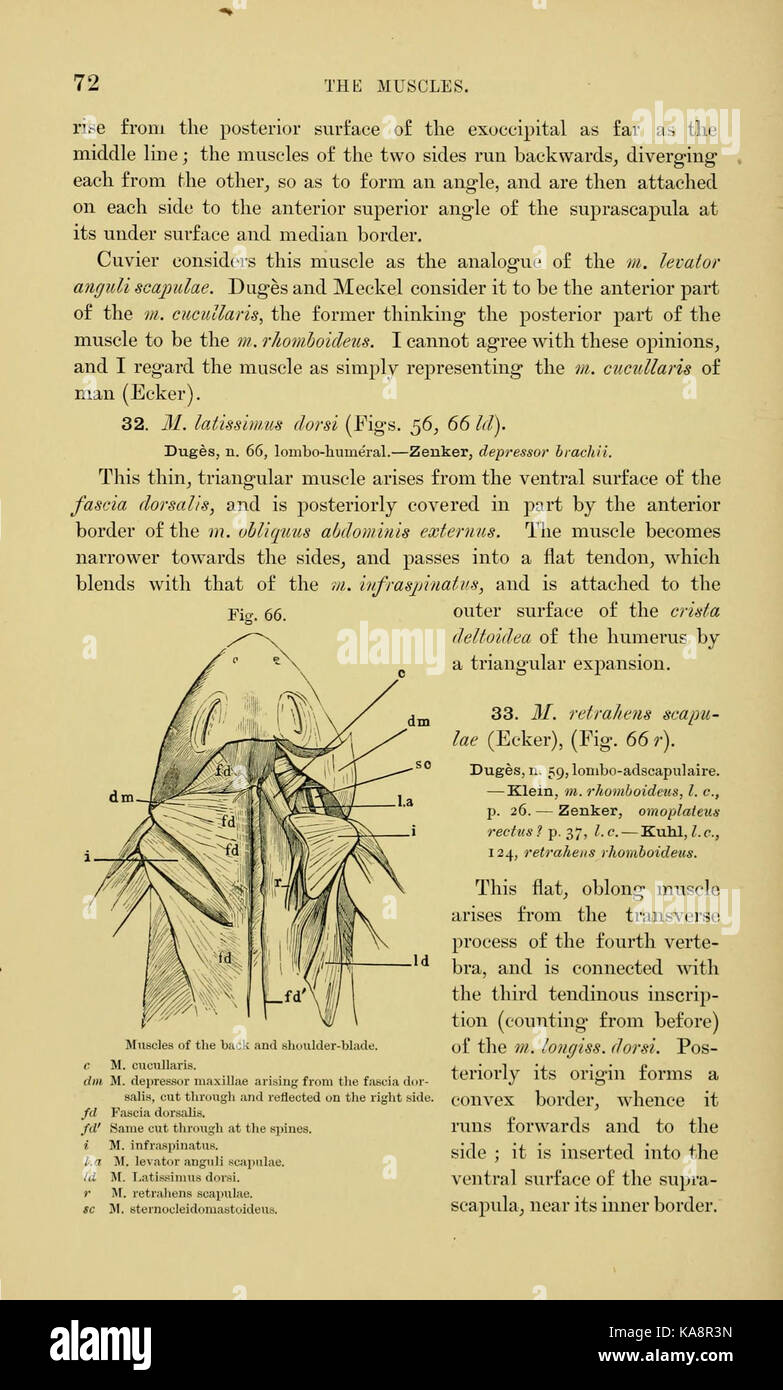L'anatomia della rana (pagina 72, Fig. 66) BHL7554782 Foto Stock