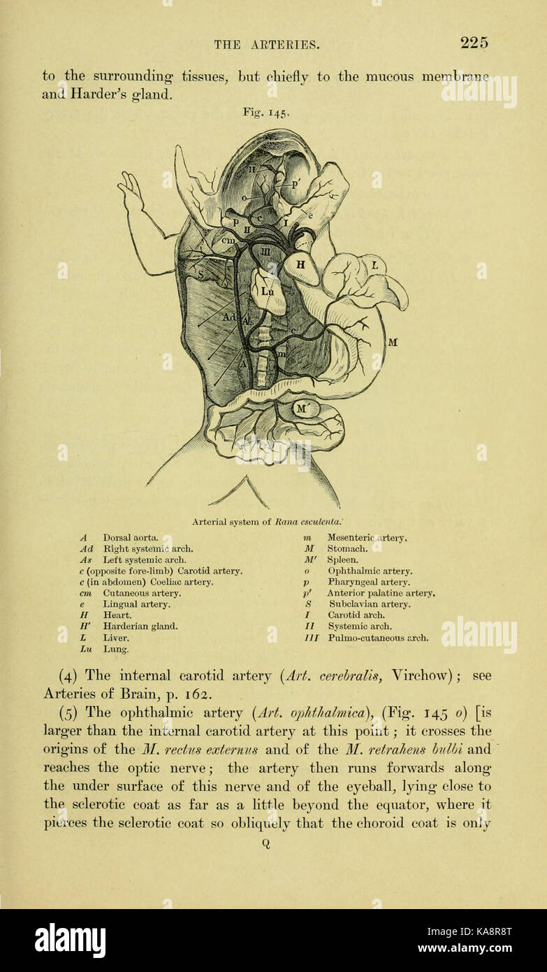 L'anatomia della rana (pagina 225, Fig. 145) BHL7555007 Foto Stock