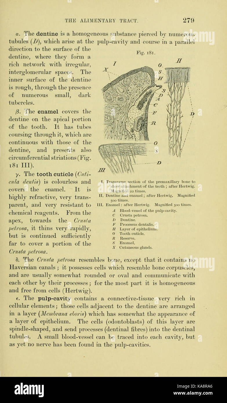 L'anatomia della rana (pagina 279, Fig. 181) BHL7555015 Foto Stock