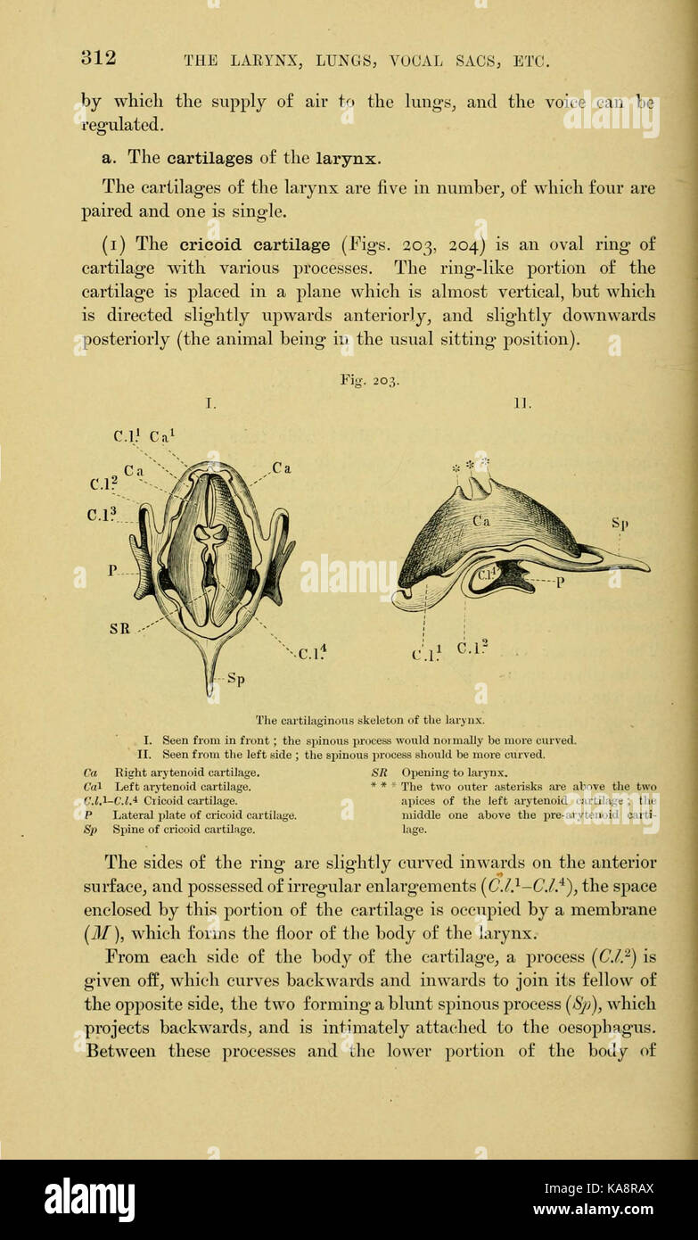 Un diagramma scientifico di *The Anatomy of the Frog*, che mostra illustrazioni dettagliate dell'anatomia interna della rana e dei sistemi biologici. Foto Stock