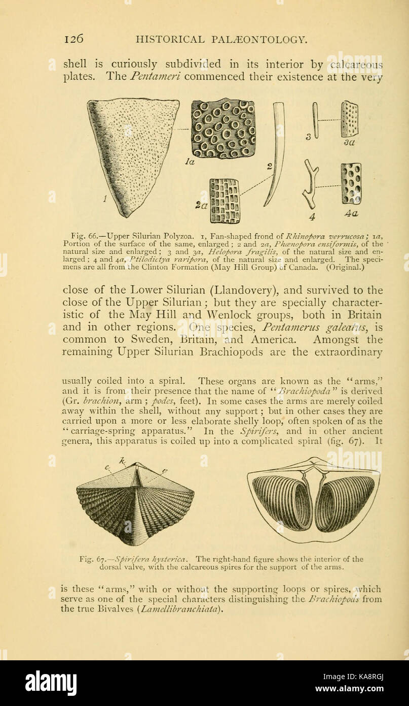 La vita antica storia della terra (pagina 126, Fig. 66 67) BHL13762616 Foto Stock