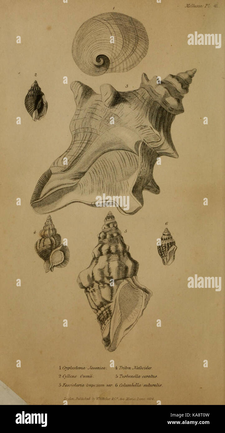 Il regno animale BHL10684119 Foto Stock