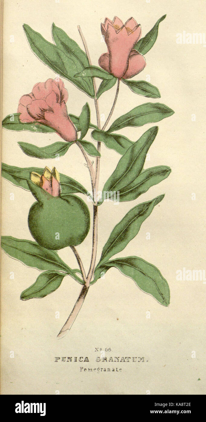 Pagina 66 da *la famiglia Flora e materia medica Botanica*, un testo botanico che descrive in dettaglio le specie vegetali utilizzate nelle pratiche familiari e medicinali, contribuendo alla comprensione dei rimedi vegetali e della medicina erboristica. Foto Stock