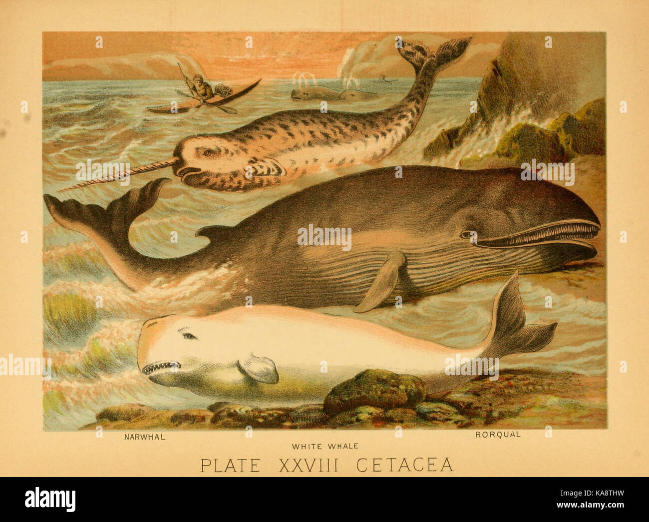 Il regno animale (piastra XXVIII) (6129698053) Foto Stock