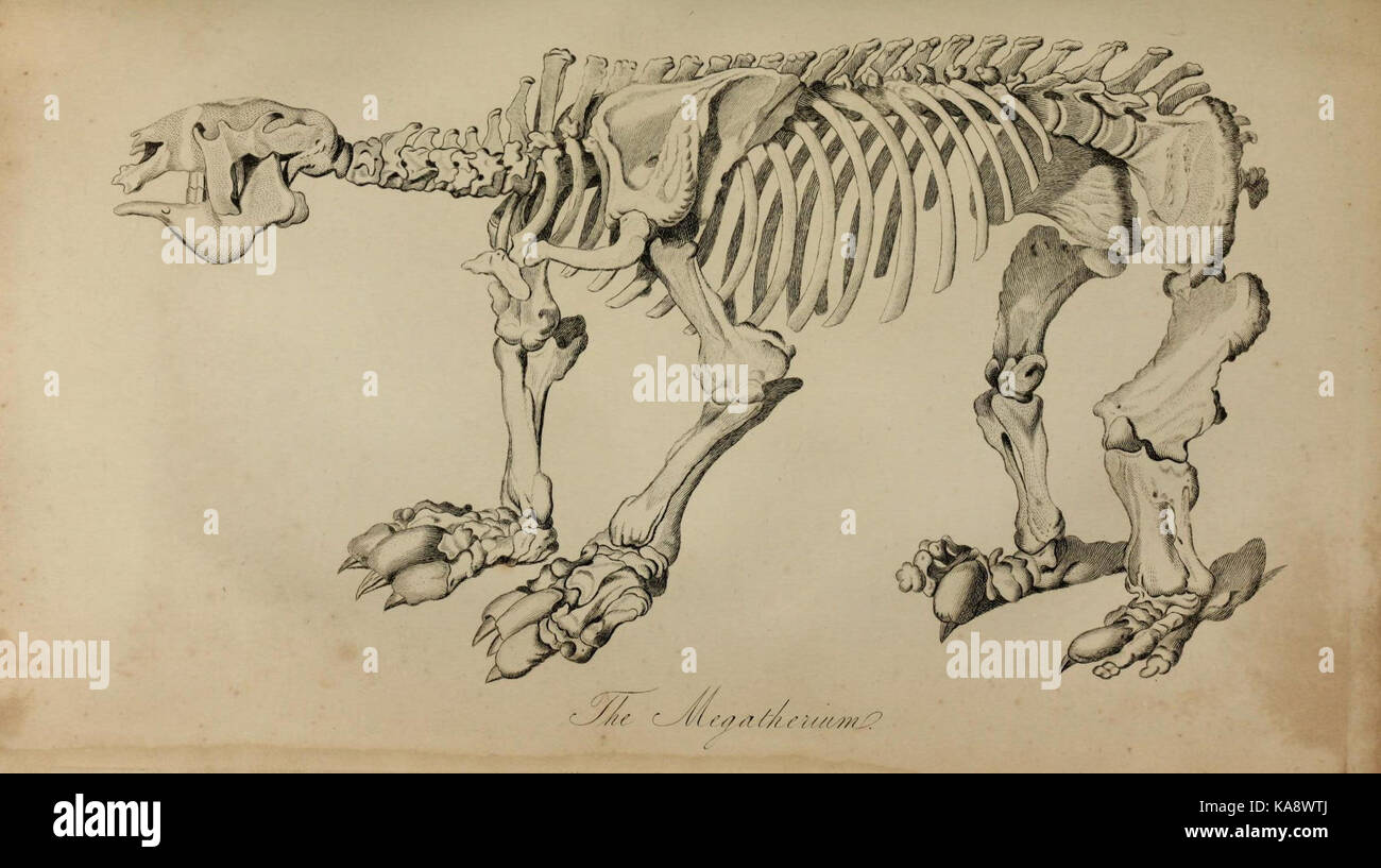 Il regno animale (piastra) (6217531178) Foto Stock