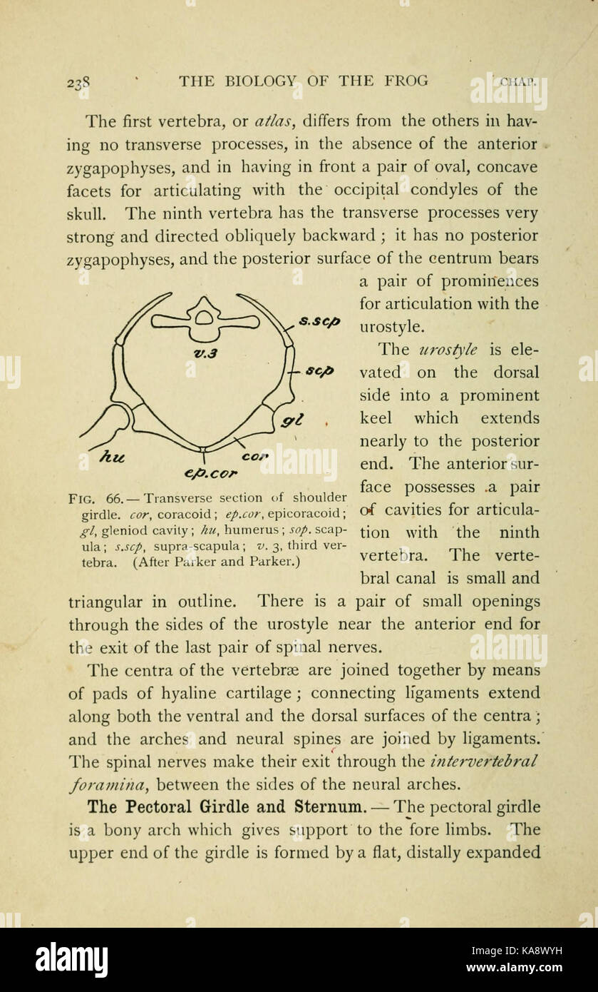 Questa pagina di "The Biology of the Frog" (la biologia della rana) discute l'anatomia e il ciclo di vita delle rane, descrivendo vari aspetti come le fasi di sviluppo, l'habitat e la fisiologia. Il diagramma (Fig. 66) fornisce una rappresentazione visiva delle principali caratteristiche biologiche delle rane. Foto Stock