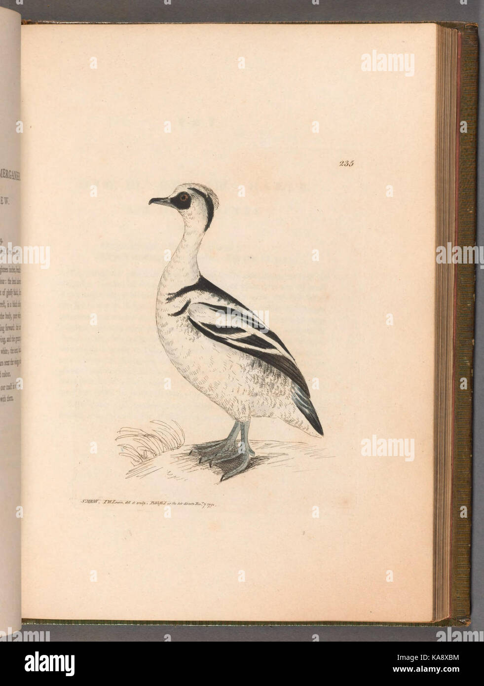 Gli uccelli di Gran Bretagna (pagina 235) BHL40923545 Foto Stock