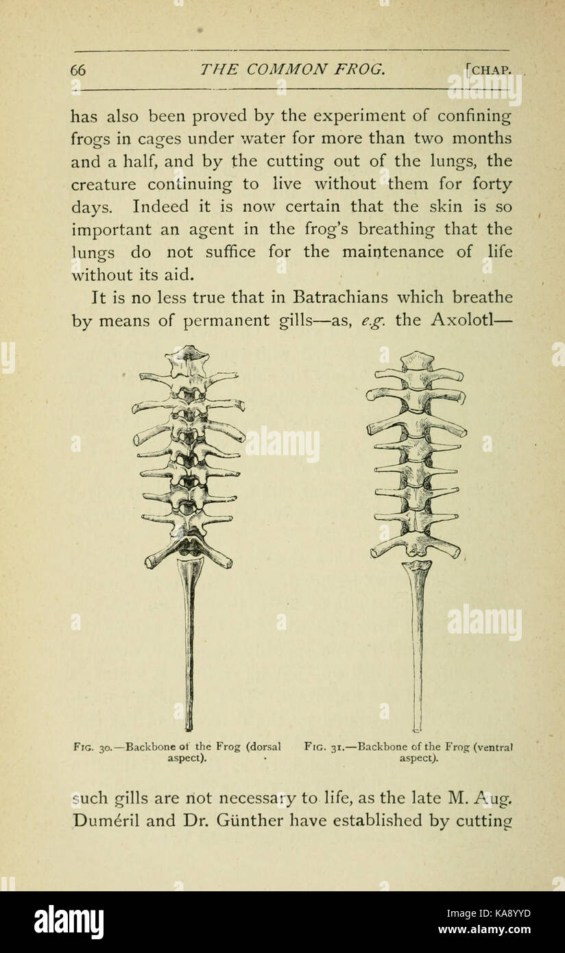 La rana comune (pagina 66, Figg. 30 31) BHL7743451 Foto Stock