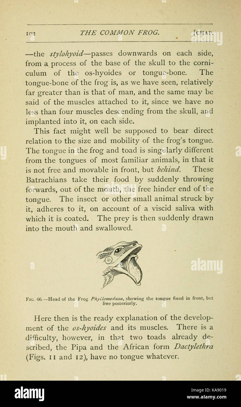 La rana comune (pagina 102, Fig. 66) BHL7743525 Foto Stock