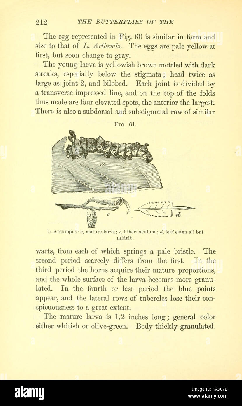Le farfalle degli Stati Uniti orientali descrivono varie specie di farfalle trovate negli Stati Uniti orientali, con particolare attenzione all'identificazione e alla classificazione. Foto Stock