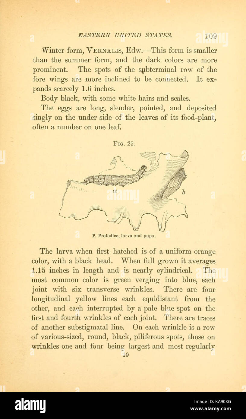 Le farfalle della parte orientale degli Stati Uniti (pagina 109) BHL9818465 Foto Stock