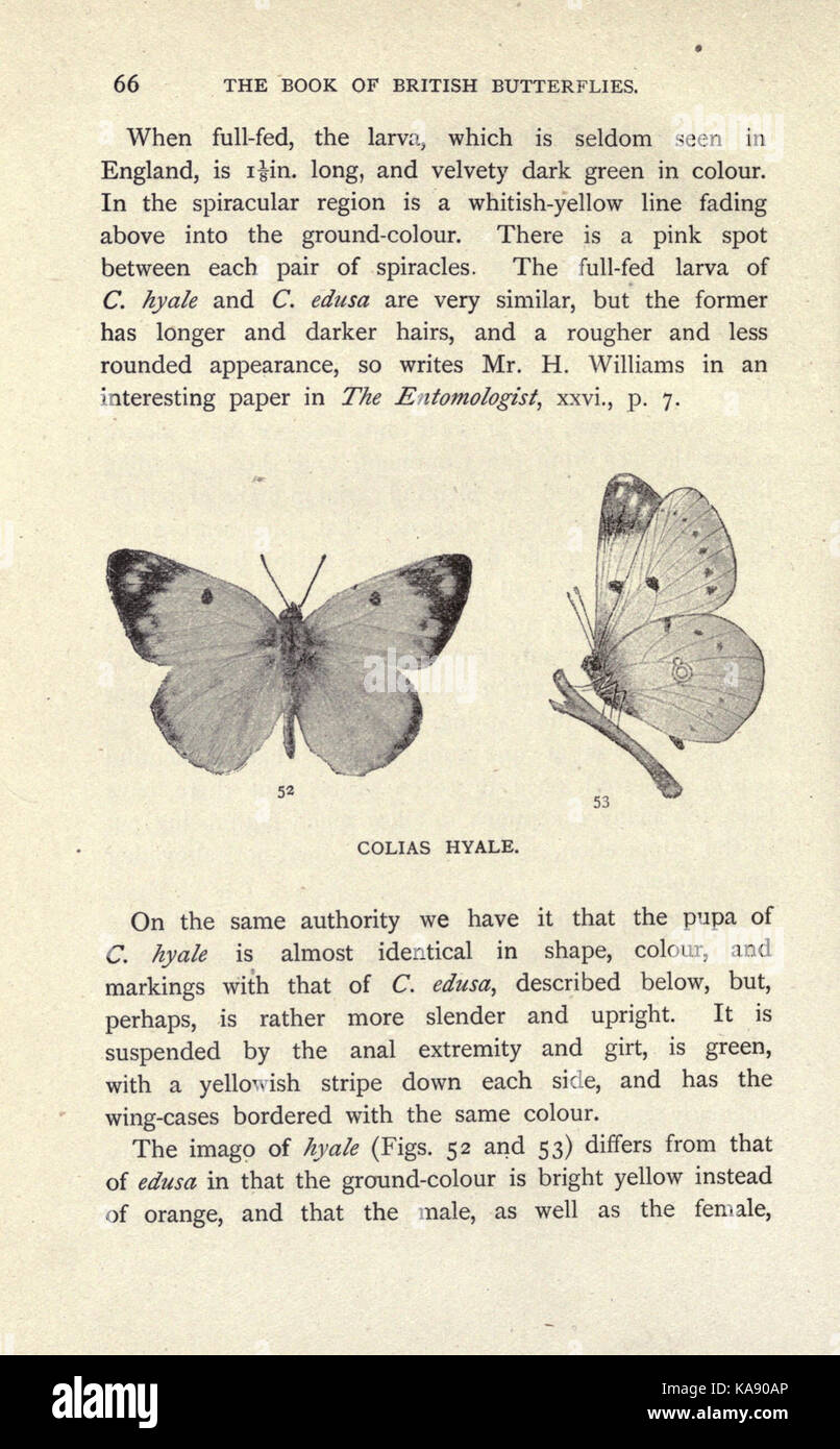 Il libro di British farfalle (pagina 66) BHL17019593 Foto Stock