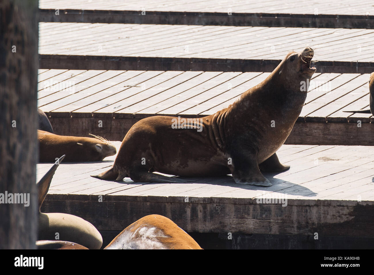 California i leoni marini al Pier 39 a San Francisco, California, Stati Uniti d'America Foto Stock