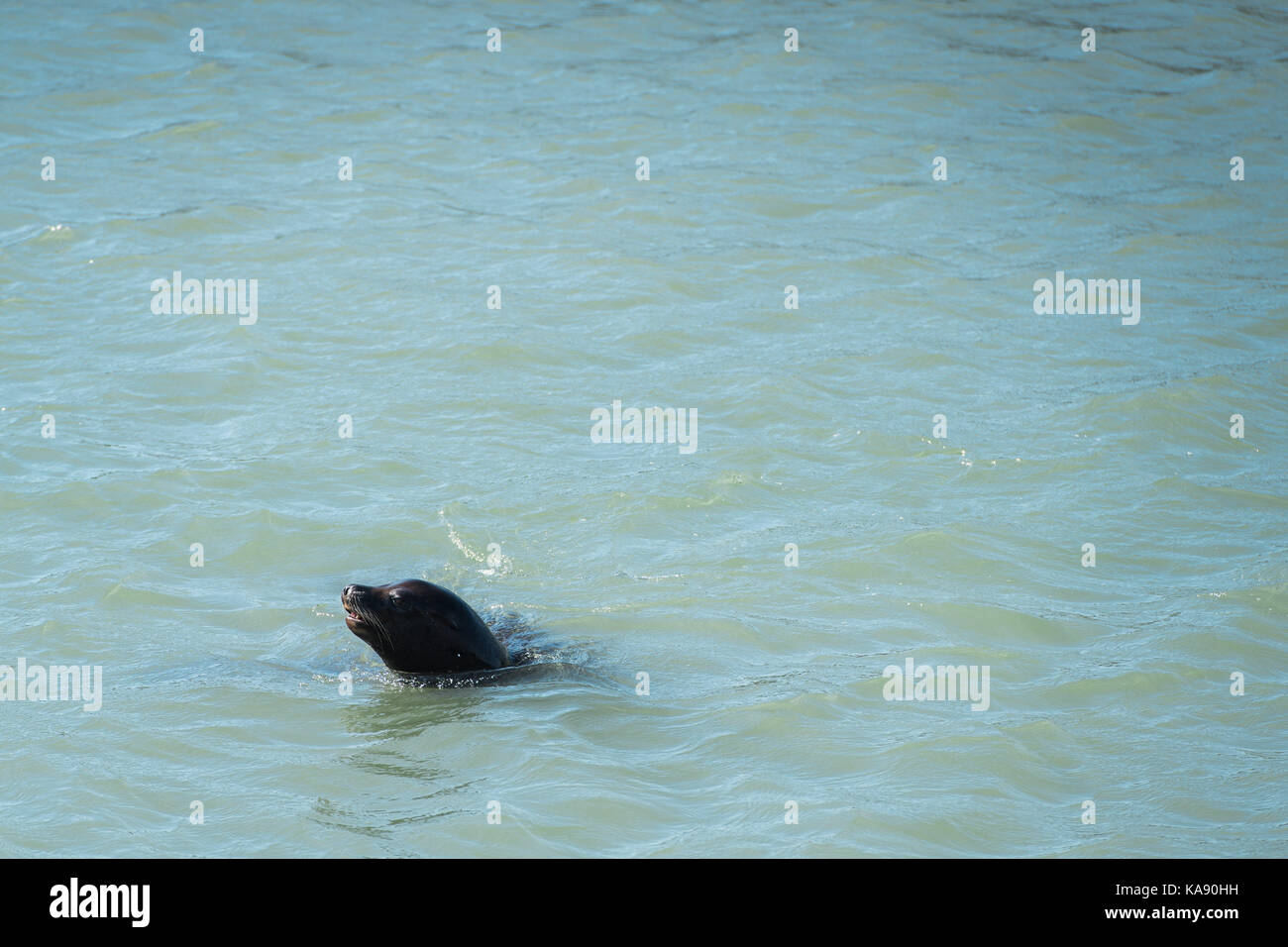 California Sea Lion al Pier 39 a San Francisco, California, Stati Uniti d'America Foto Stock