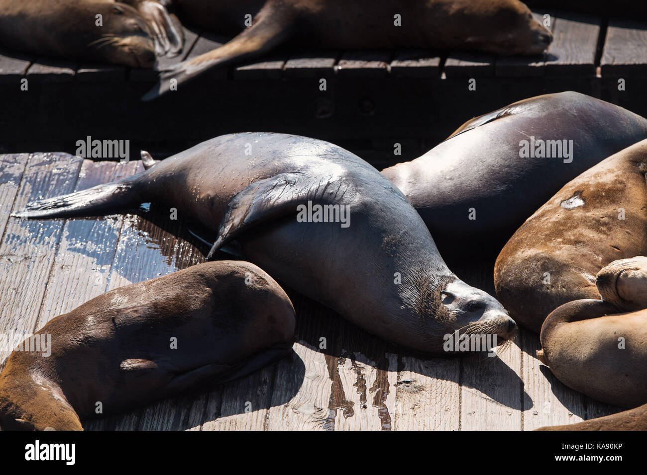 California i leoni marini al Pier 39 a San Francisco, California, Stati Uniti d'America Foto Stock