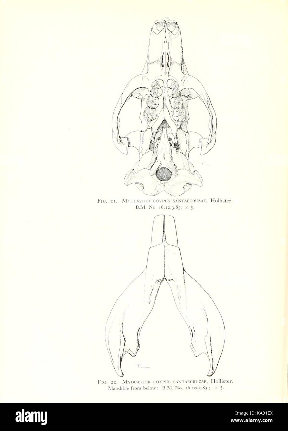 Pagina 142 dal libro "le famiglie e i generi dei roditori viventi", che fornisce descrizioni dettagliate delle specie e delle classificazioni dei roditori. Foto Stock