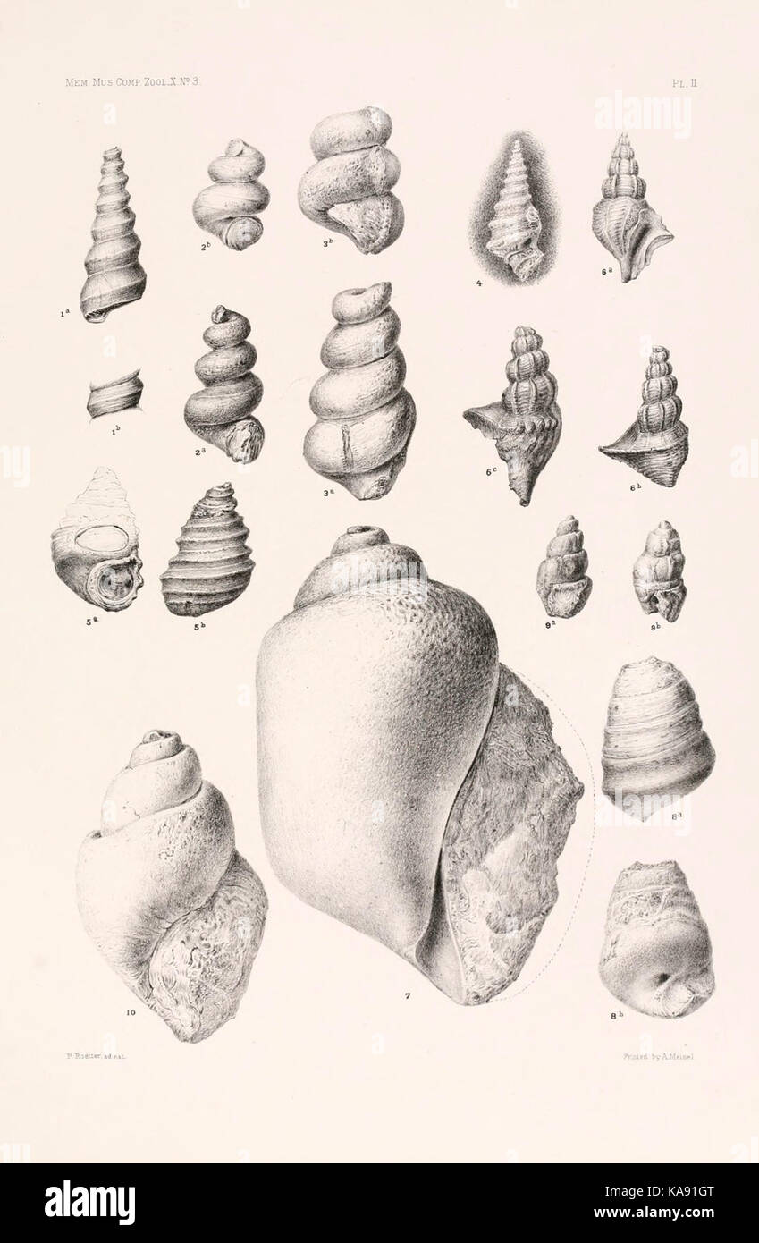I risultati di un esame dei molluschi siriano fossili, principalmente dalla gamma di Monte Libano piastra (II) BHL4317158 Foto Stock