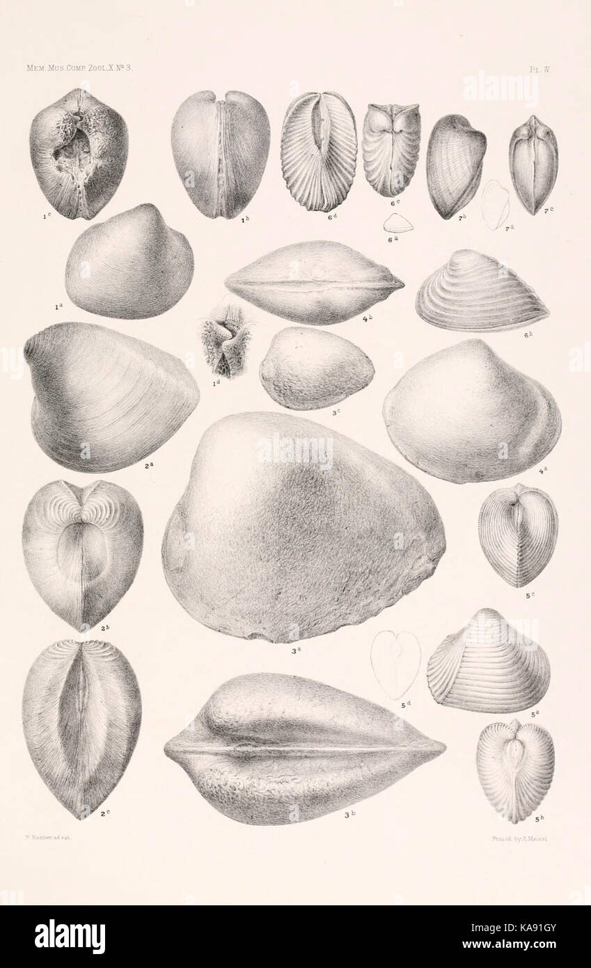 I risultati di un esame dei molluschi siriano fossili, principalmente dalla gamma di Monte Libano piastra (IV) BHL4317200 Foto Stock
