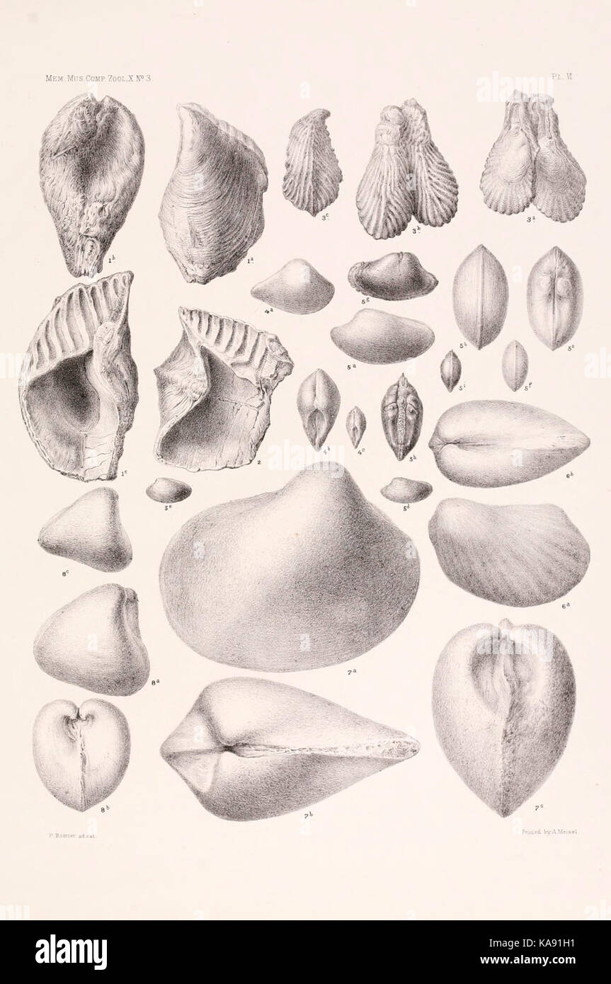 I risultati di un esame dei molluschi siriano fossili, principalmente dalla gamma di Monte Libano piastra (VI) BHL4317152 Foto Stock