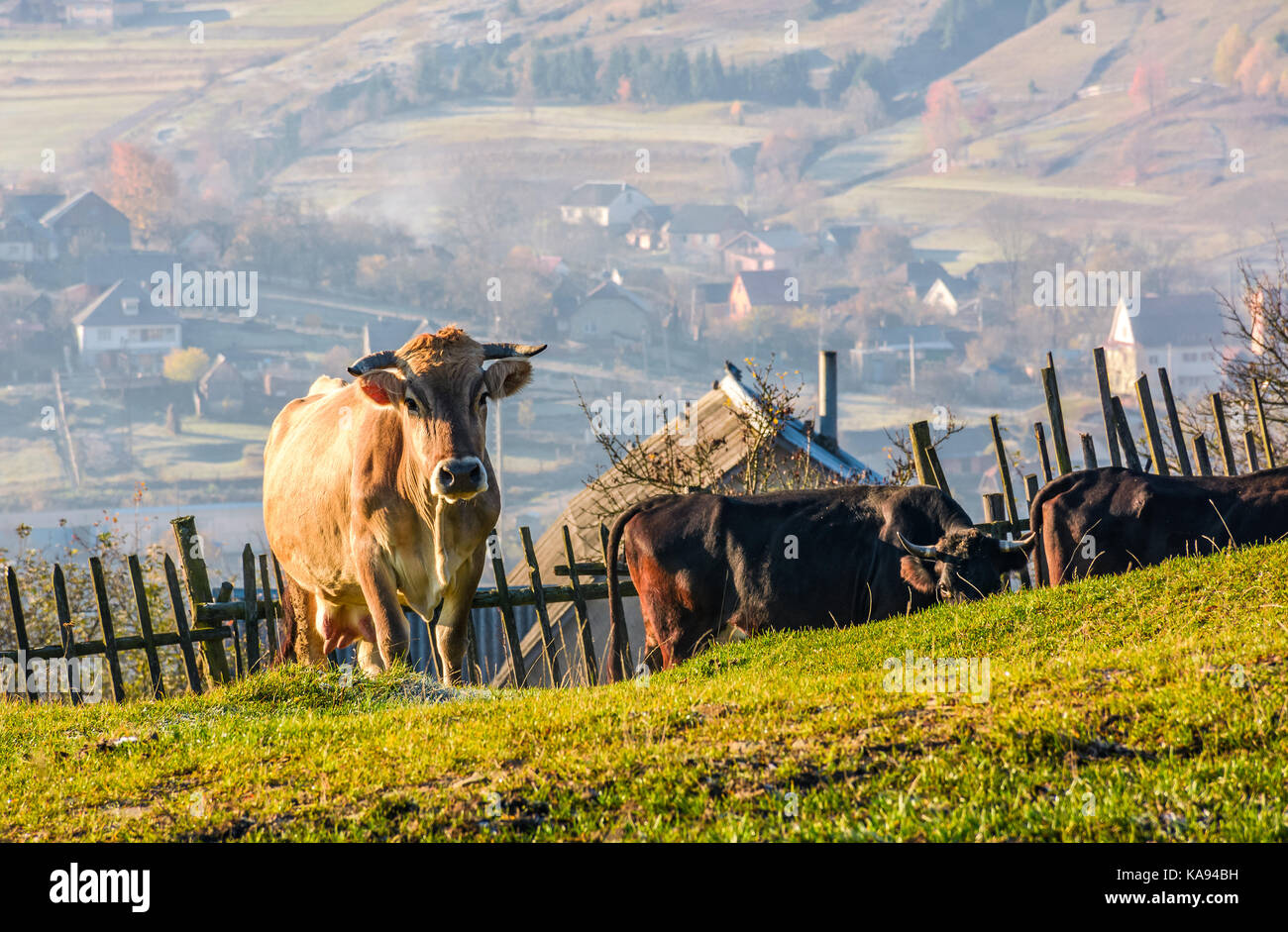 Mucca andare in salita vicino al recinto sulla collina. incantevole paesaggio rurale con villaggio nella valle sullo sfondo Foto Stock