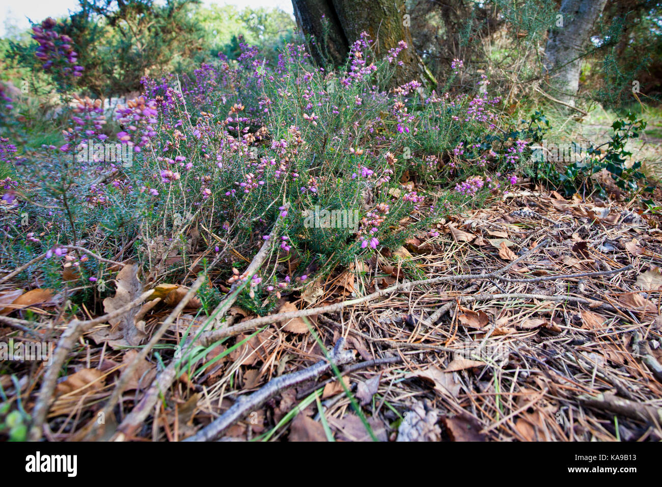 Heather e pavimento di Bosco in autunno Foto Stock