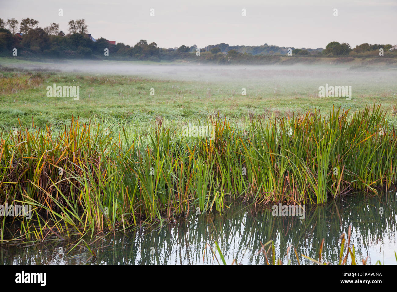 Wareham Dorset, - Fiume piddle / Trento / nord fiume, canne con misty terra comune in background Foto Stock