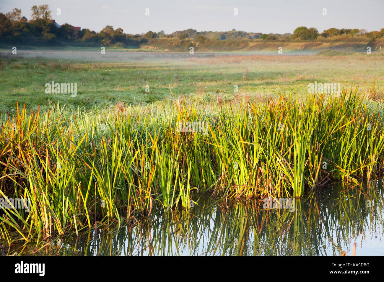 Wareham Dorset, - Fiume piddle / Trento / nord fiume, canne con misty terra comune in background Foto Stock