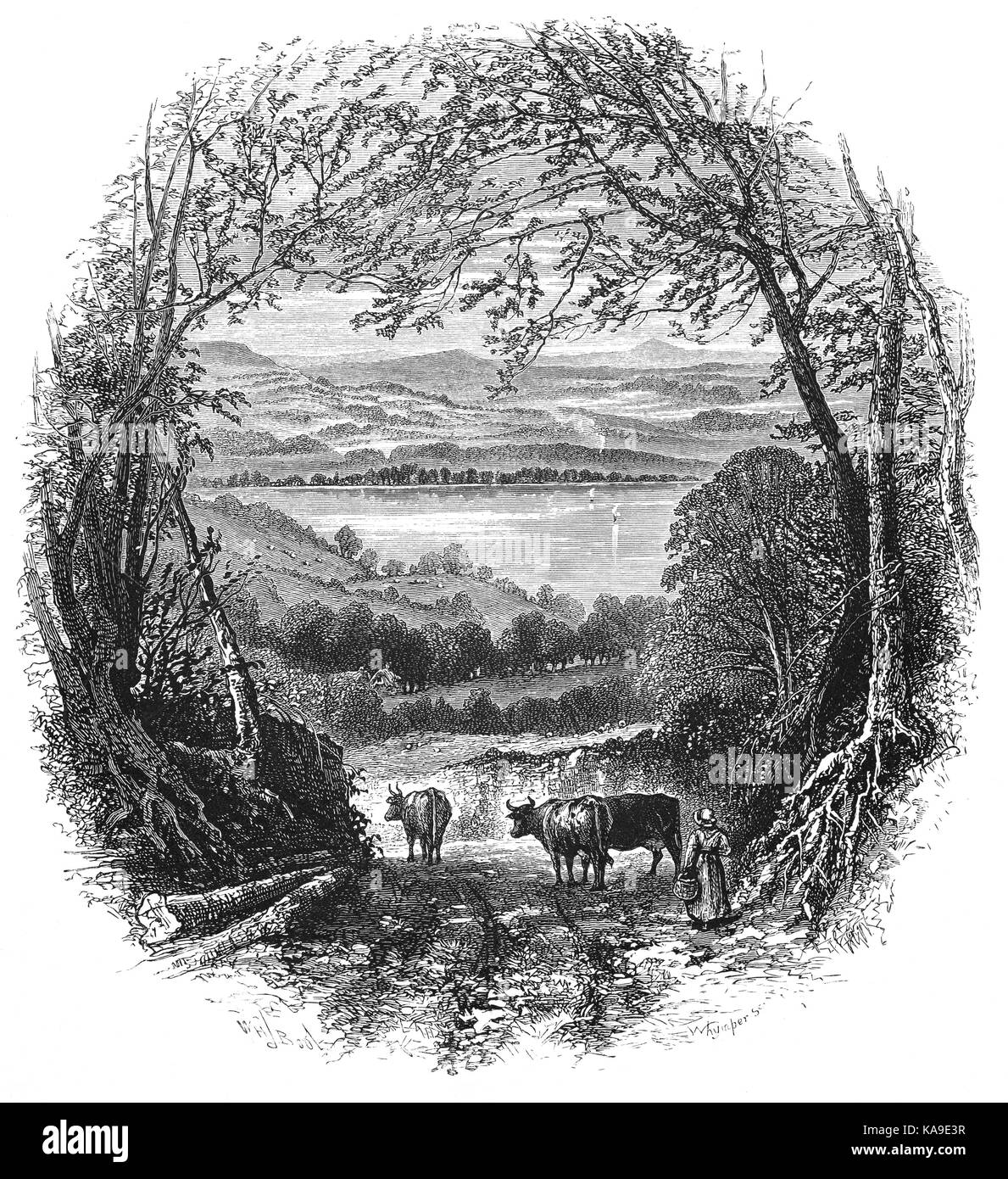 1870: Bestiame che passeggiando lungo una corsia sopra Ambleside e Lago Windermere nel Distretto dei Laghi, Cumbria, Inghilterra Foto Stock