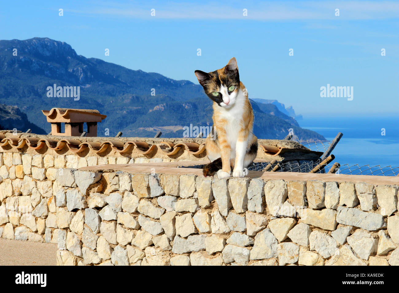 Il gatto domestico, calico, tricolore, seduti su una parete in riva al mare Foto Stock