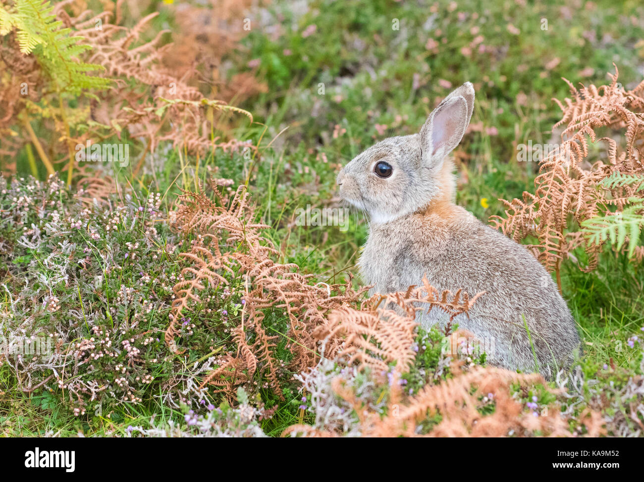 Coniglio europeo comune - coniglio oryctolagus cuniculus - giovani - seduta in scottish bracken e heather, unst, shetland Foto Stock