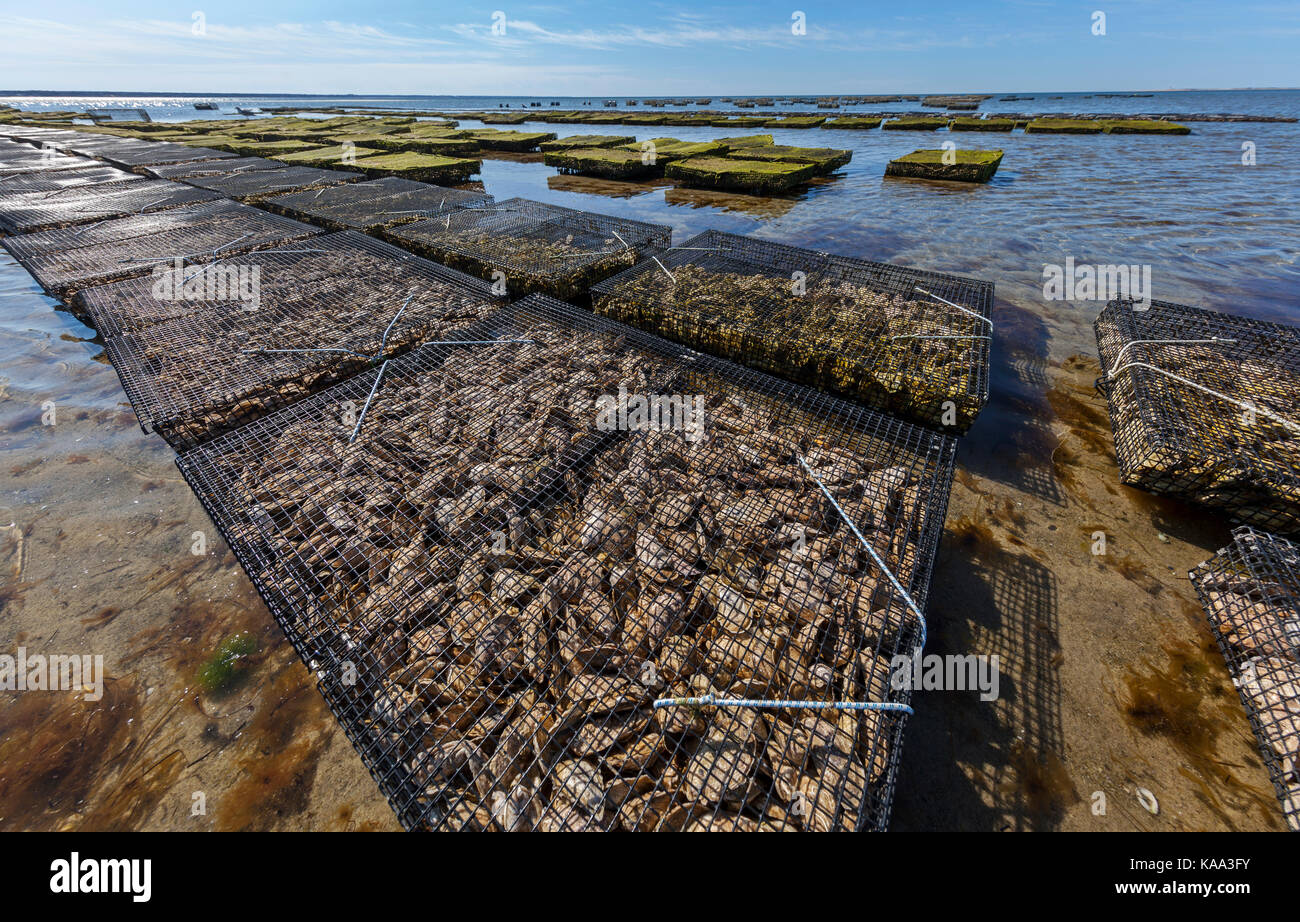 Oyster pescatori agricoltori crescente ostriche sulla loro oyster farm in cestelli in seduta di acqua oceanica. Foto Stock