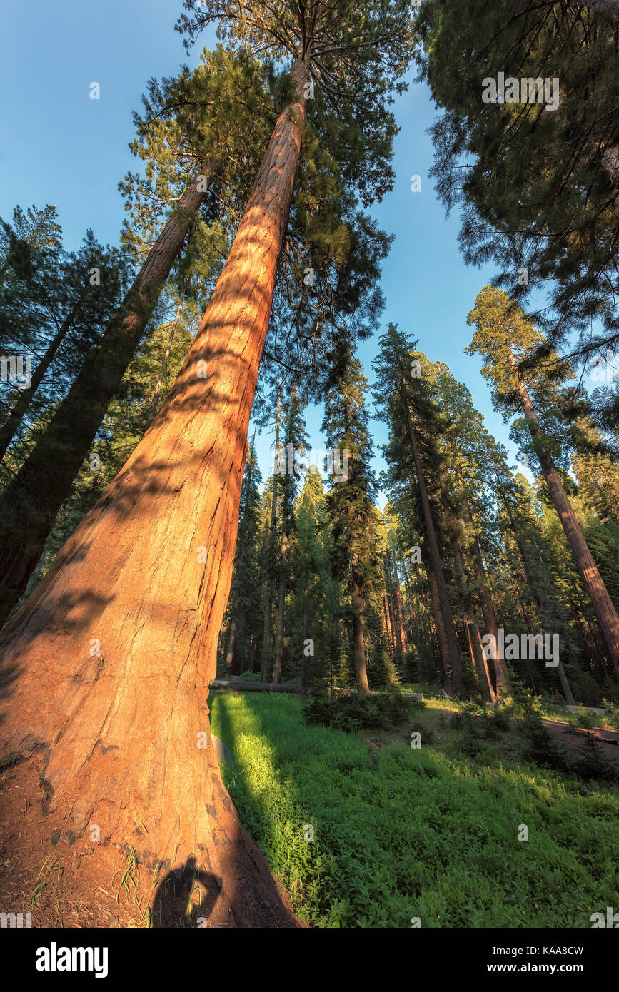 Redwood alberi di sequoia National Park, California. Foto Stock