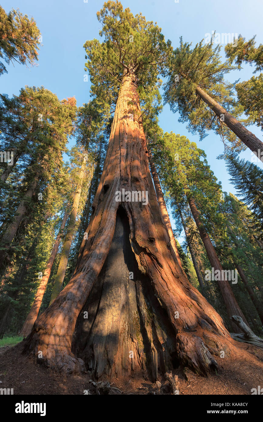 Redwood alberi di sequoia National Park, California. Foto Stock