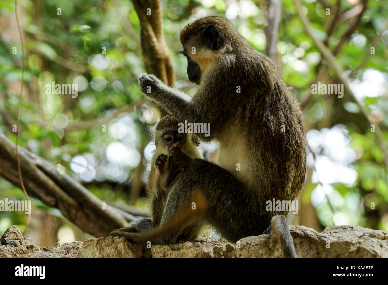 Madre Bajan green monkey toelettatura i suoi neonati - Barbados Foto Stock